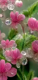 Pink flowers with dewdrops on a green background.