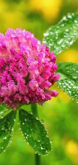 Dewy pink clover flower against a green background.