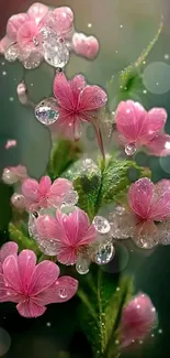 Close-up of pink flowers with water droplets, creating a serene and elegant appearance.