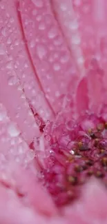 Close-up of a dewy pink flower with water droplets on petals.