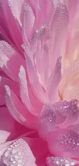 Close-up of a dewy pink flower with delicate petals.