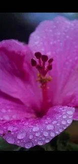 Dewy pink hibiscus flower with petals and droplets, perfect for wallpapers.