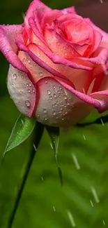 Dew-kissed pink rose against green leaves.