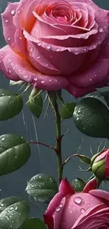 Dewy pink rose with raindrops in a lush backdrop.