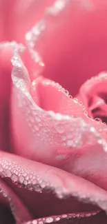 Close-up of dewy pink rose petals, glistening beautifully.