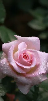 Dewy pink rose with green leaves, perfect for mobile wallpaper.