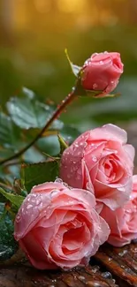 Dewy pink roses on wooden surface wallpaper.