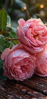 Three dewy pink roses on a wooden surface with green leaves.