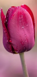 A dewy pink tulip with a blurred background on a mobile wallpaper.