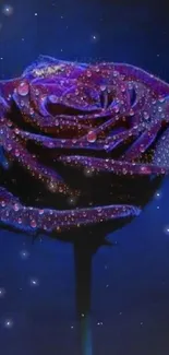 Mobile wallpaper featuring a dewy purple rose against a dark background.