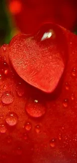 Closeup of dewy red rose petals with water droplets.