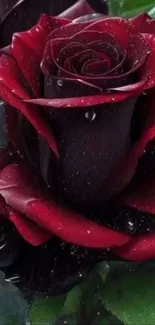Dew-kissed red rose against a green leaf backdrop