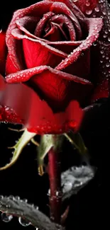 Stunning red rose with dewdrops on petals.