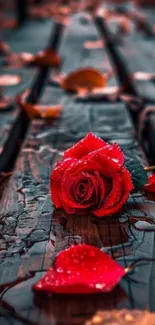 Dew-covered red rose on wet wooden planks with autumn leaves.