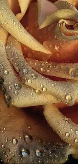 Close-up of dewy orange rose petals with water droplets.