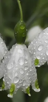 Close-up of dewy snowdrops with white petals and green stems.
