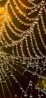 Dew-covered spider web with vibrant orange hues.