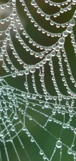 Serene raindrop-covered spiderweb against green background.