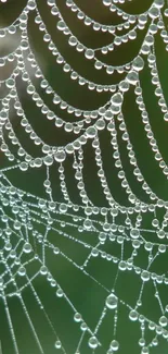 Dew-covered spider web with a green background.