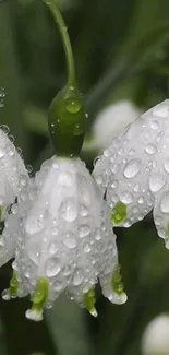 Close-up of dewy white flowers on green stems.