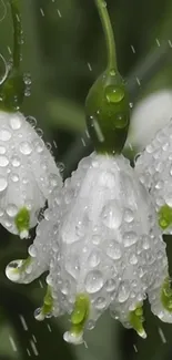 Close-up of dewy white flowers with green stems.