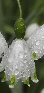 Close-up of dewy white flowers with green stems.