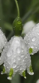 Close-up of dewy white flowers on dark green background.