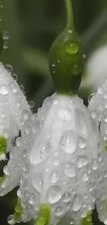 Close-up of dewy white flowers with green stems, perfect for a serene wallpaper.