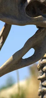 A dinosaur skeleton set against a clear blue sky.