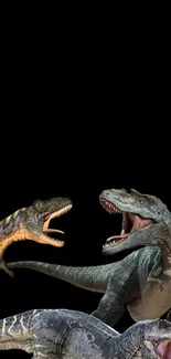 Dinosaur trio on black background wallpaper.