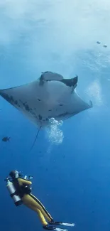 Diver near a manta ray in the blue ocean.