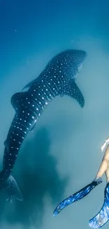 Woman diving alongside a whale shark underwater.