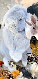 Collage of diverse animals with a fluffy large rabbit as the centerpiece.