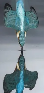 Kingfisher diving with reflection on water.