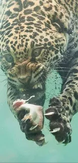 Leopard diving underwater capturing prey, dynamic animal scene.