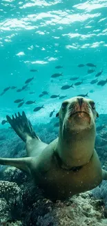 Diving sea lion surrounded by fish in clear turquoise water