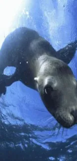 A seal diving gracefully underwater in vibrant blue ocean hues.