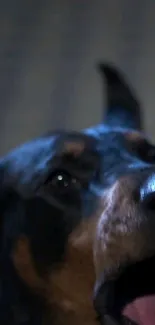 Close-up of a Doberman with intense gaze.