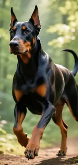 Doberman running in a lush green forest.