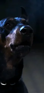 Doberman in shadowy setting mobile wallpaper.