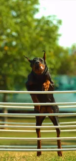 Doberman jumping over a fence in a vibrant green park.