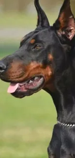 Doberman mobile wallpaper with a majestic pose.