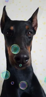 Doberman surrounded by colorful bubbles and stars on wallpaper.