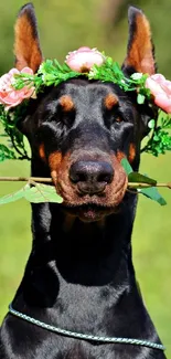 Doberman with a floral crown holds a flower in its mouth.