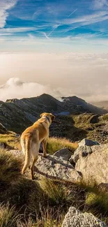 Dog standing on a rocky ledge gazing at a mountain landscape under a blue sky.