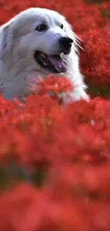 Dog sitting happily in a field of red flowers, creating a peaceful scene.