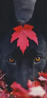 Black dog with a red leaf on its head amidst autumn leaves.