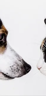 Dog and cat facing off on clean white background.