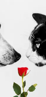 Black and white dog and cat with a red rose between them.