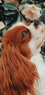 Cavalier King Charles Spaniel with flowers.